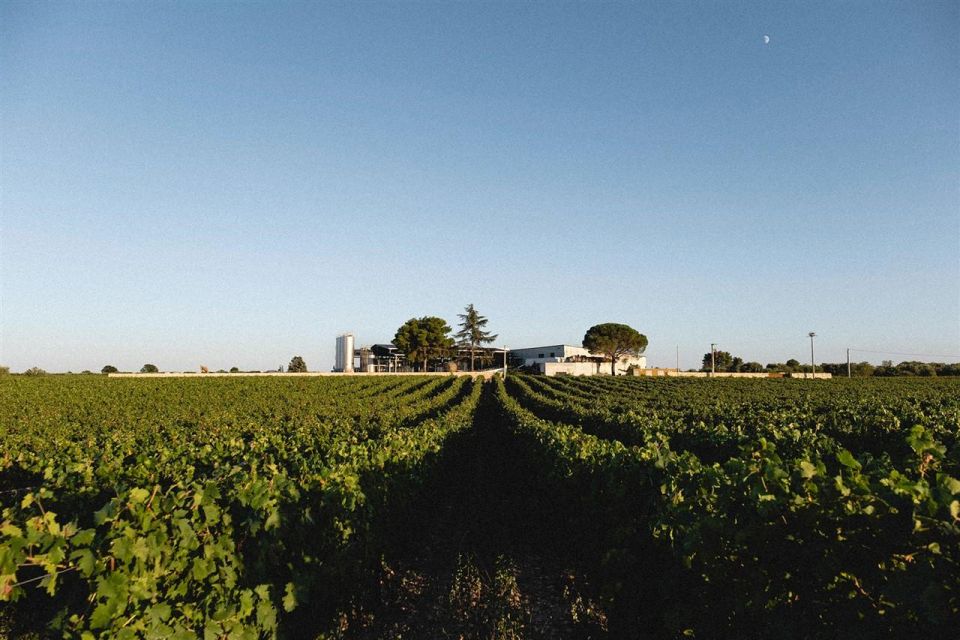 Puglia/Bari: a Bike Experience Among Vineyards and Wineries