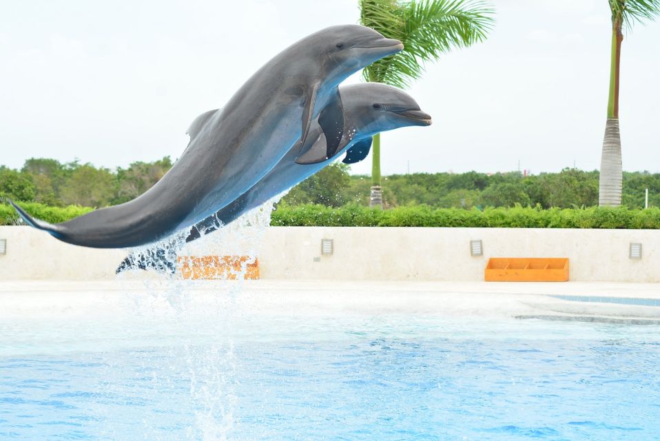 Punta Cana: Swim With Dolphins in the Pool