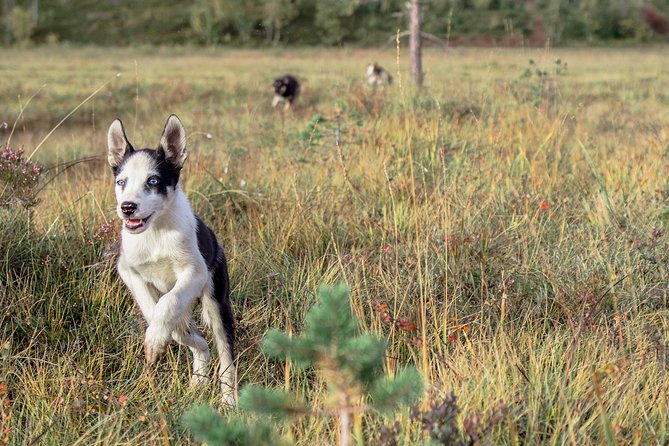 Puppy Training Experience at a Husky Farm in Tromso