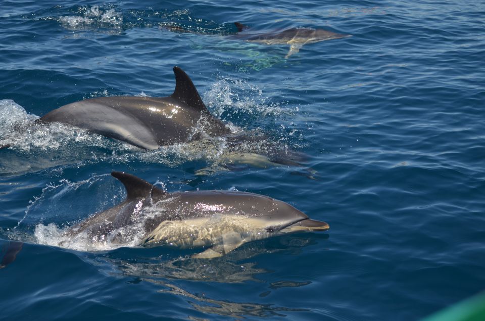 Quarteira: Algarve Coast, Caves and Dolphin Watching Cruise - Discover the Algarve Coastline