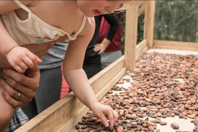 Rainforest Chocolate Tour From La Fortuna - Whats Included in the Experience