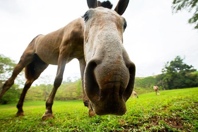 Rainforest Magic Horseback Riding Waterfall Tour Private Park Setting