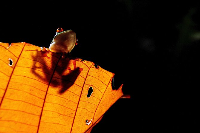 Rainforest Night Walk and Authentic Costa Rican Dinner From La Fortuna