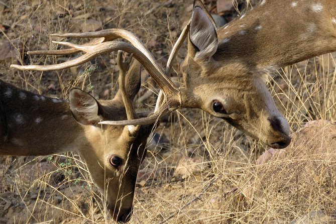 Ranthambore National Park Private Gypsy Safari With Tickets