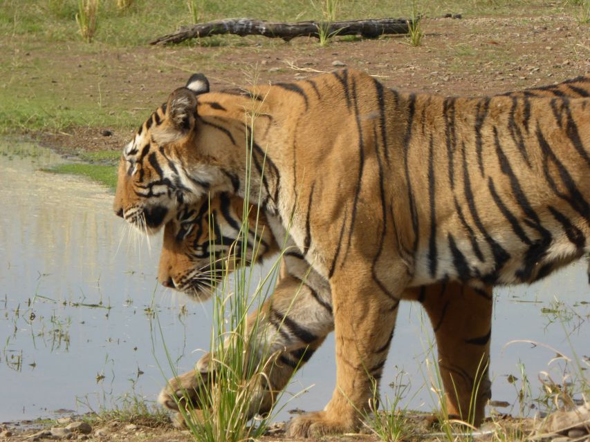 Ranthambore: Ranthambore National Park Safari