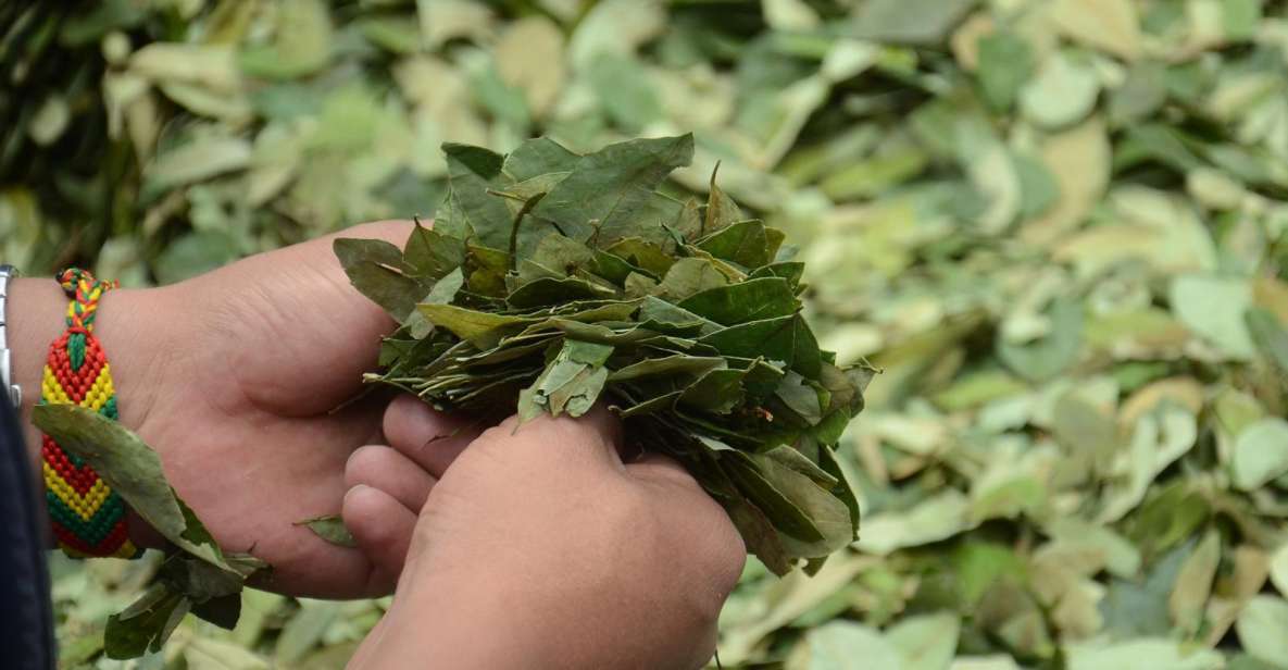 Reading Your Future in Coca Leaf - Overview of Coca Leaf Reading