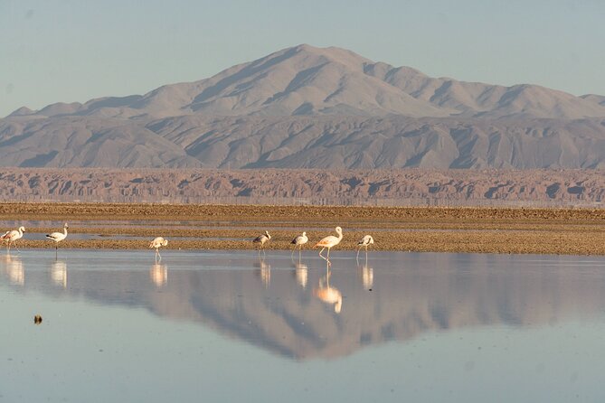 Red Stones + Altiplanic Lagoons and Salar De Atacama