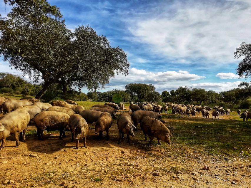 Redondo: Walk in the Cork Forest With Lunch & Wine Tasting - Alentejos Cork Forest Adventure