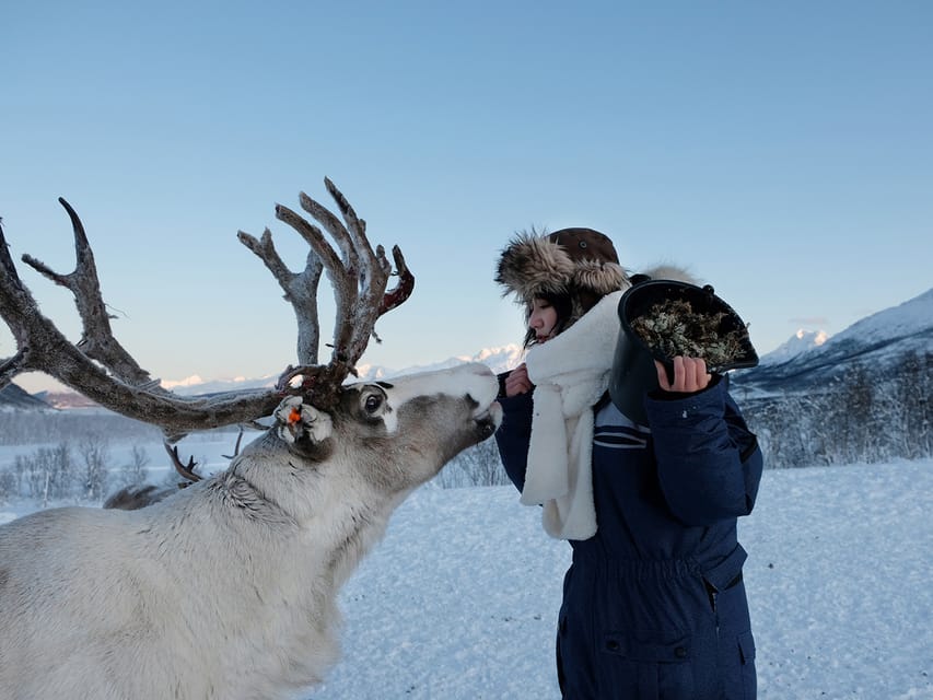 Reindeer Feeding and Sami Experience With Lunch