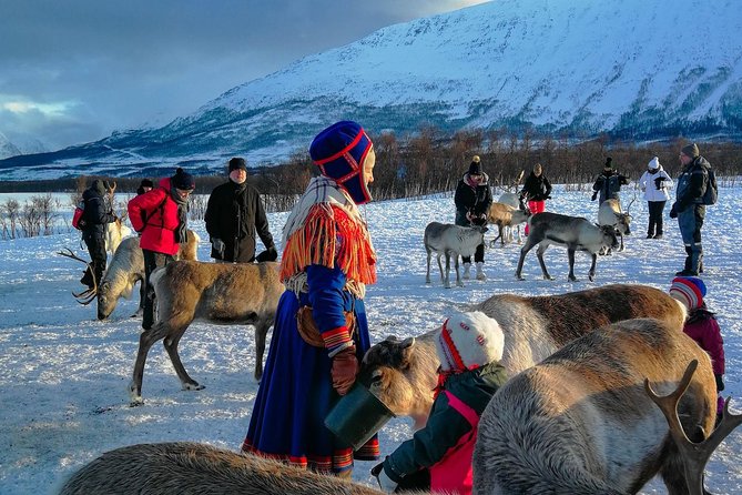 Reindeer Feeding & Saami Culture