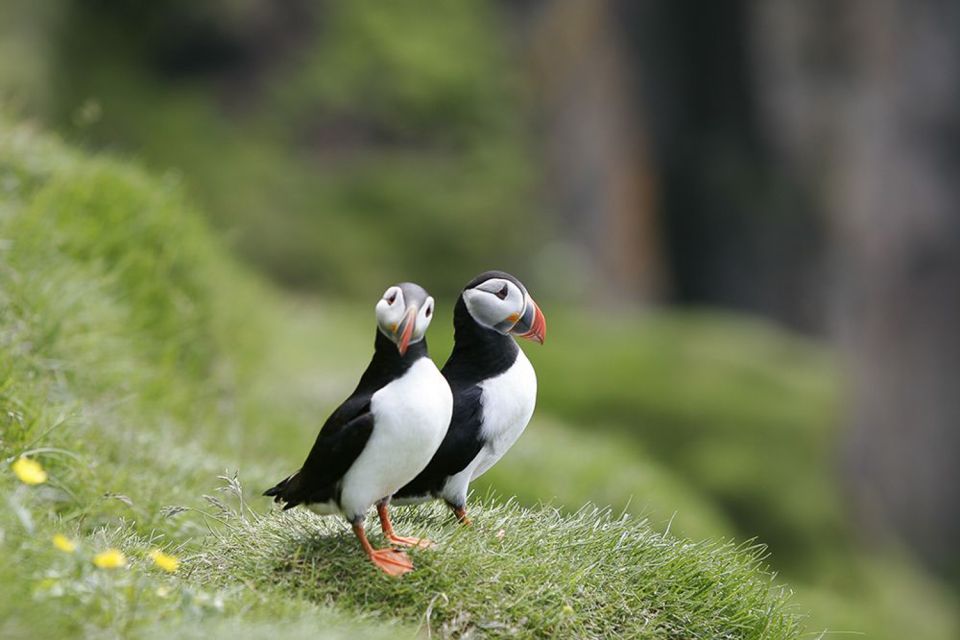 Reykjavik: 1-Hour Puffin Watching Tour - Tour Overview and Pricing