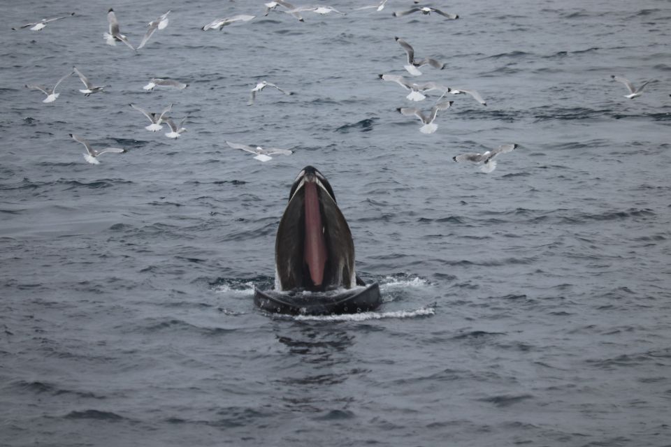 Reykjavik: Best Value Whale Watching Boat Tour