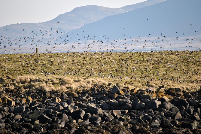 Reykjavik Premium Puffin Tour | Close up and Personal