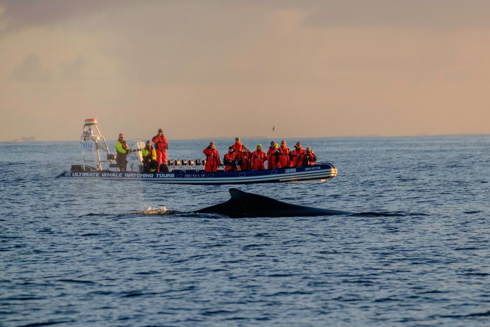 Reykjavik: Premium Whale Watching With Flexible Ticket