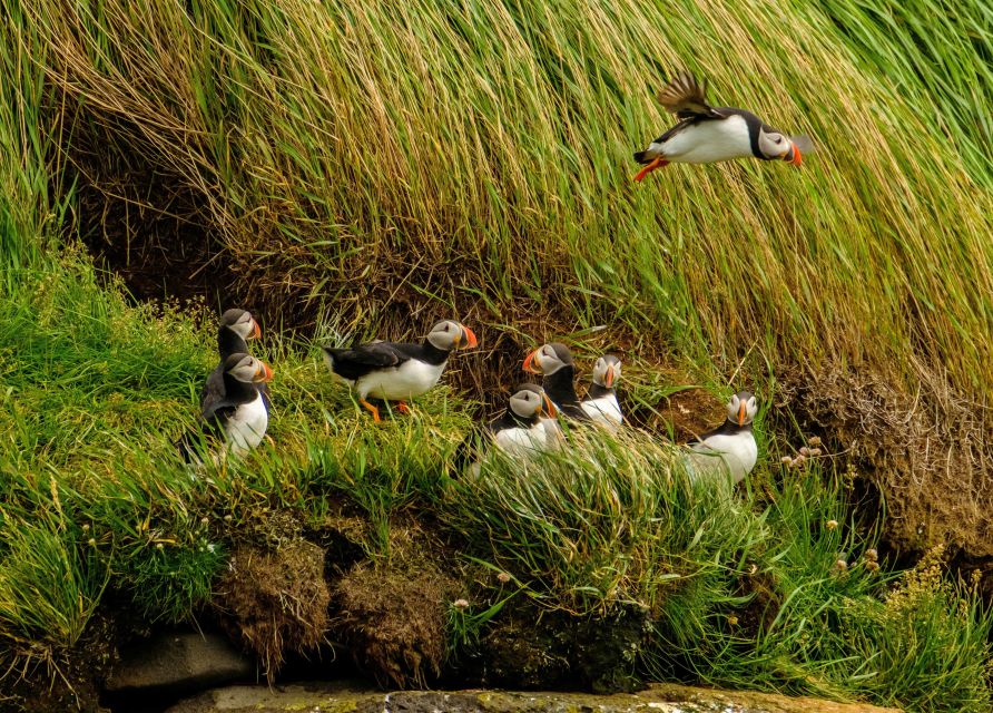 Reykjavík: RIB Speed-Boat Puffin Watching Tour