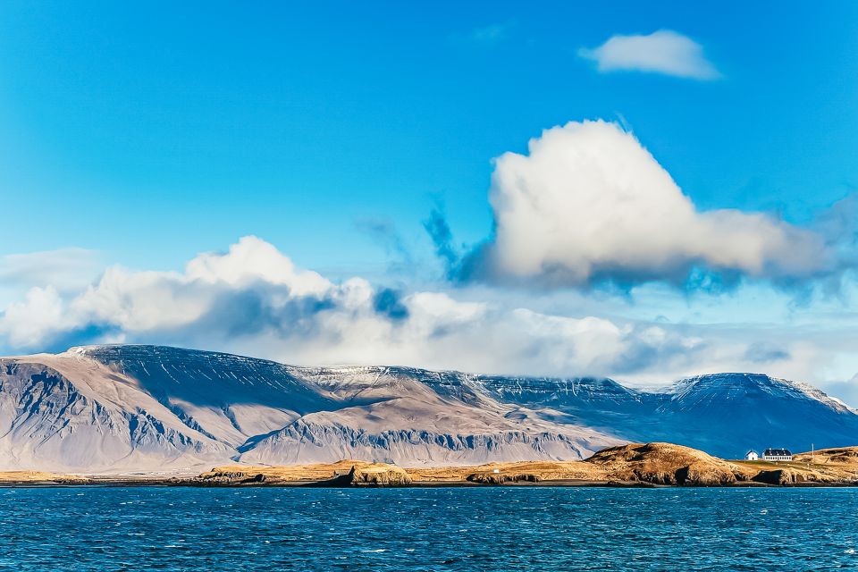 Reykjavík: Whale Watching and Marine Life Cruise