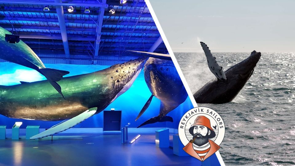 Reykjavik: Whale Watching Excursion & Whale Exhibition