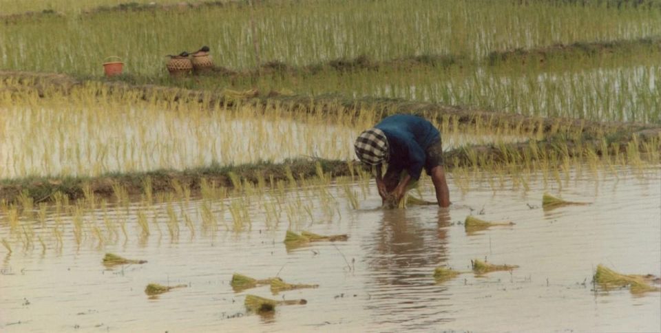 Rice Planting in Nepal