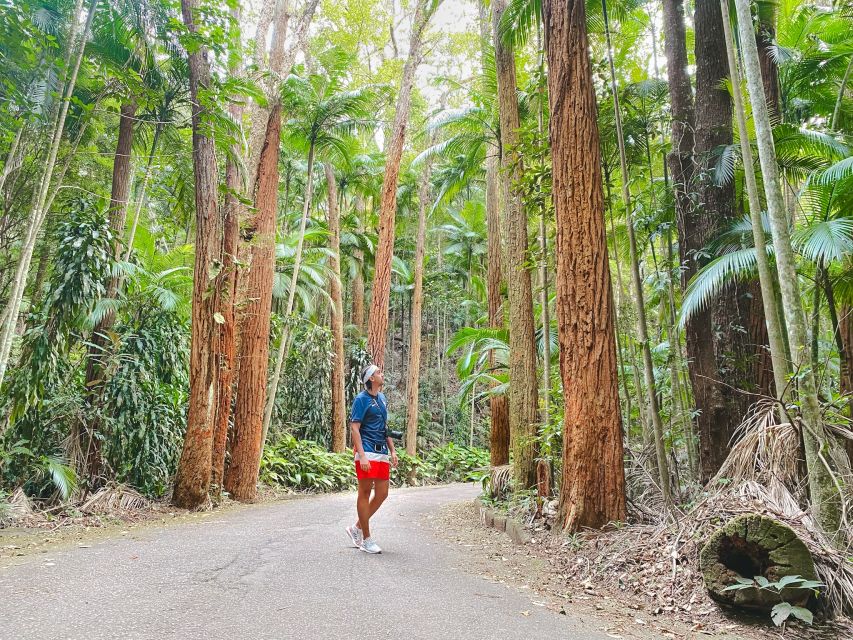 Rio: Tijuca National Park Guided Hike With Hotel Transfers