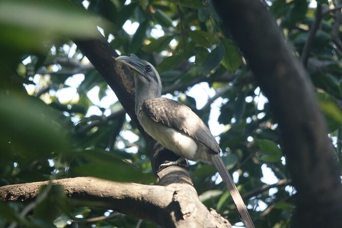 Rishikesh Bird Watching With Cultural Trails Tour From Delhi