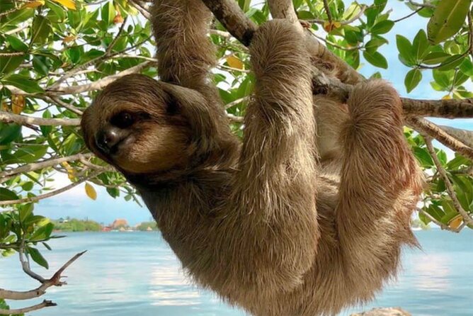 Roatan Island Tour: Monkeys,Sloths,Chocolate, Rum,Private Driver.