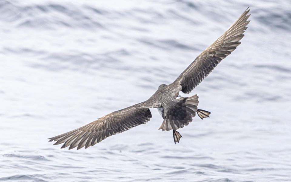 Rounding Cornwall Boat Trip Experience. (Departing Penzance)