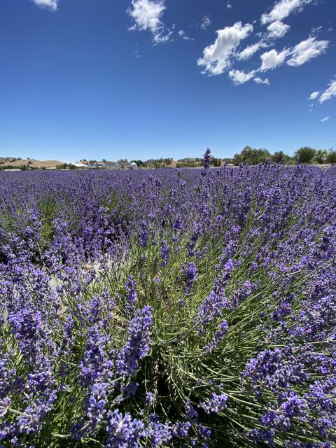 Sacramento: Capay Valley Farm Tour With Lunch & Wine