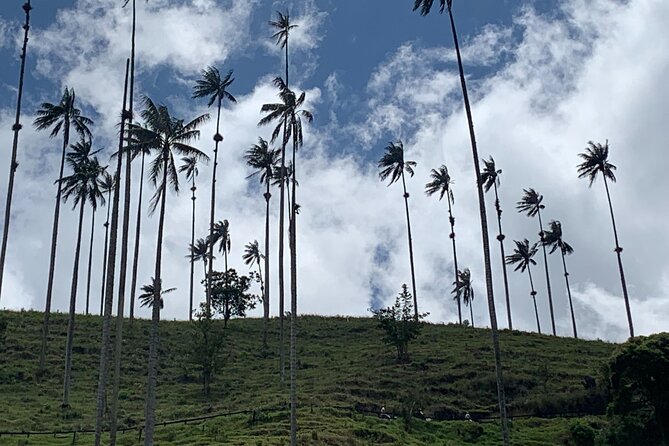 Salento, Cocora and Filandia Private Tour From Pereira or Armenia