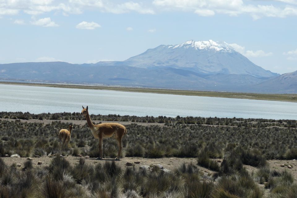 Salinas Salt Lagoon Private Tour: Day Trip From Arequipa