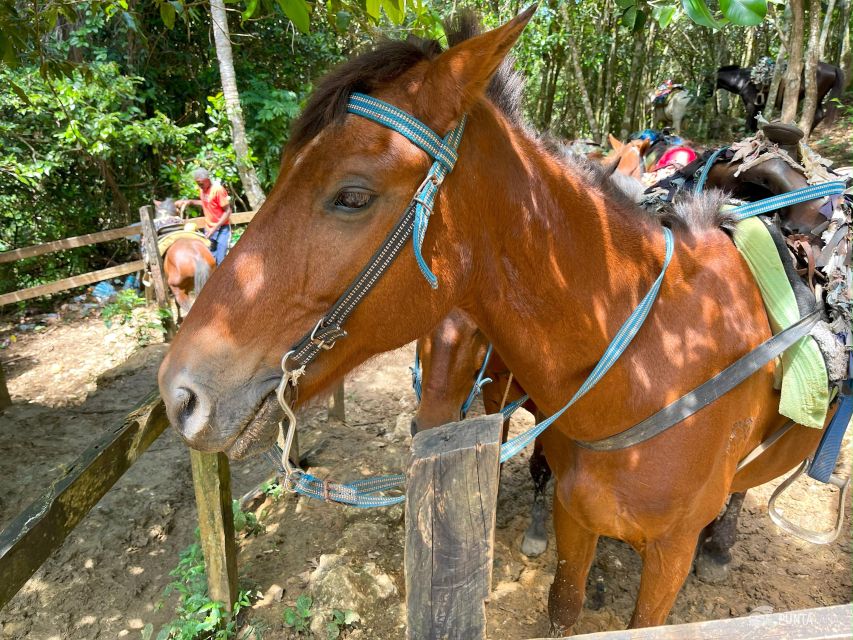 Samana From Punta Cana: Cayo Levantado & El Limon Waterfall