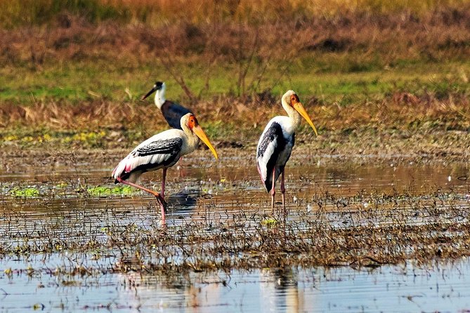 Samsara Trekking: Nepal Birding Holidays