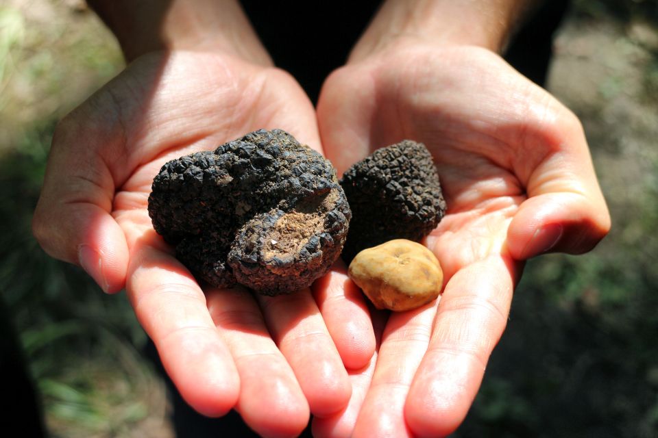 San Gimignano: Truffle Hunting With Lunch & Wine Tasting