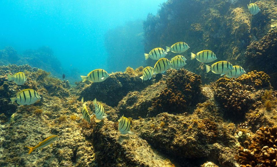 San Jose Del Cabo Snorkeling Tour