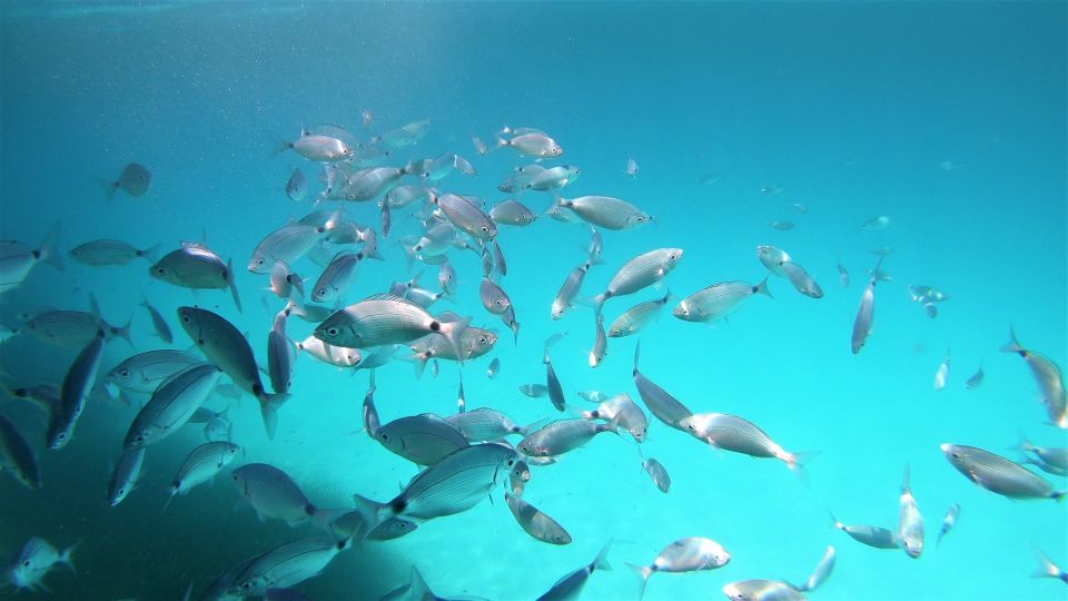 San Teodoro: Snorkeling in Tavolara Marine Protected Area