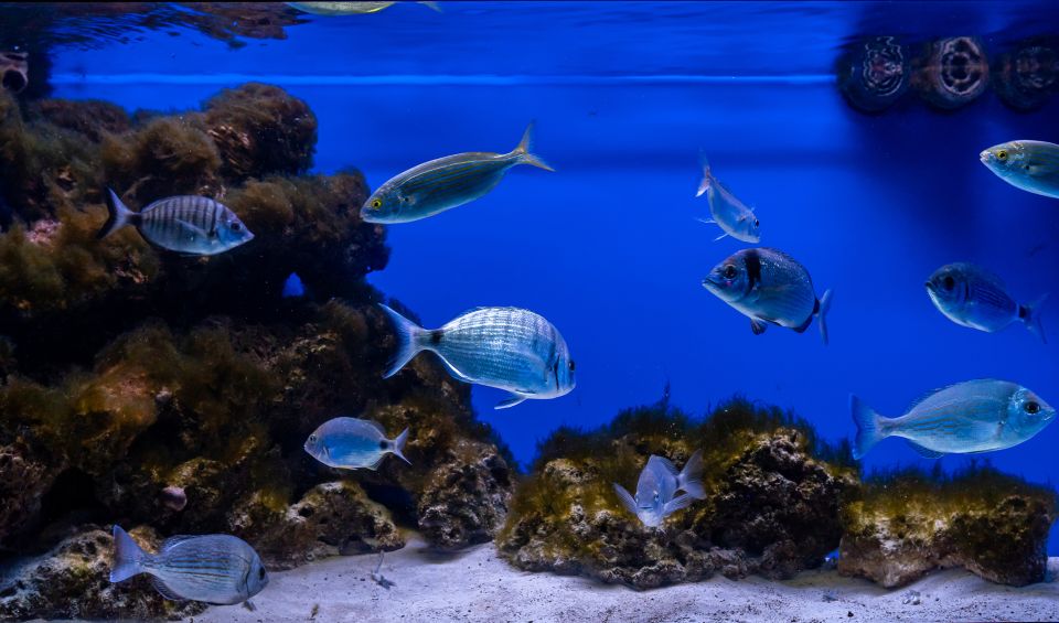 Santa Maria Al Bagno: Aquarium of Salento Ticket and Tour - Overview and Pricing