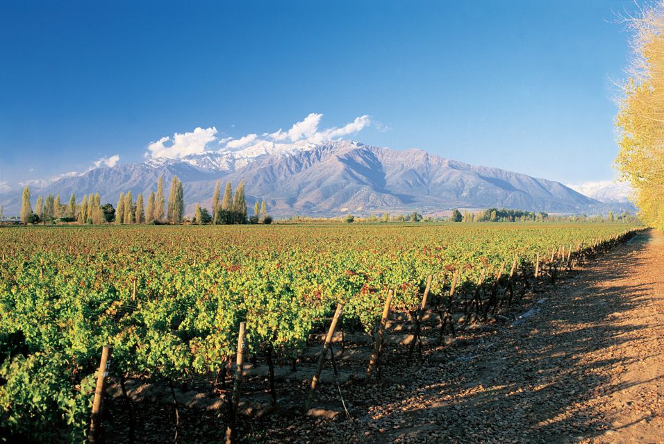 Santiago: Main Chilean Wineries Private Half-Day Tours