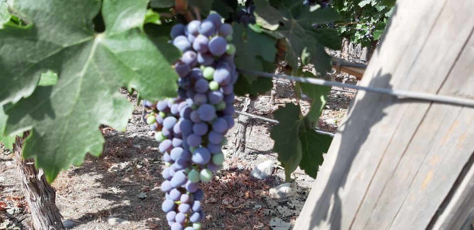 Santiago: Private Full-Day Valparaiso and Viña Del Mar Tour