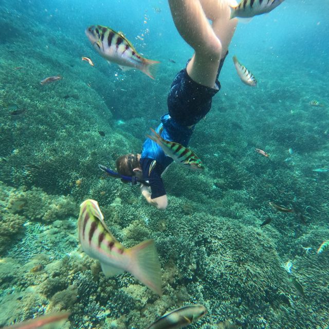 Sanur : Snorkeling at Sanur Coastal Area