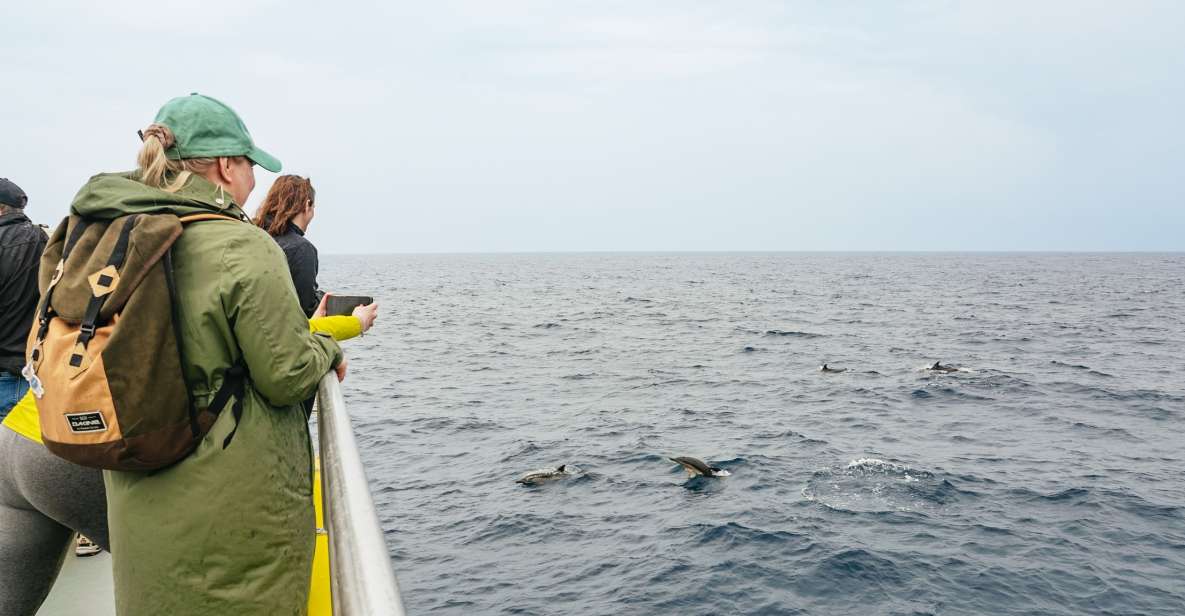 São Miguel Azores: Half-Day Whale Watching Trip - Tour Overview