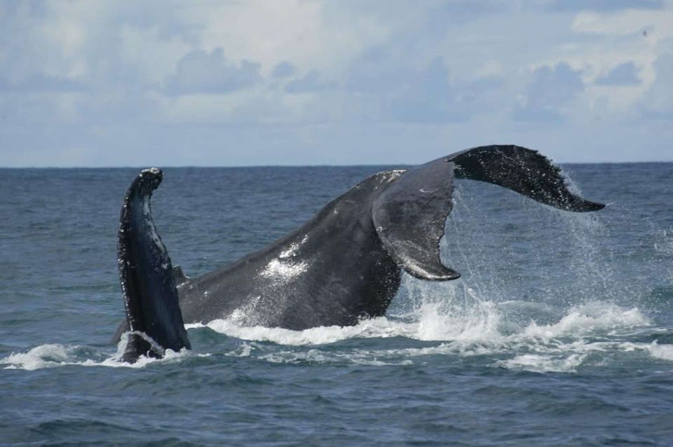 São Miguel: Whales & Volcano Full-Day Tour With Lunch