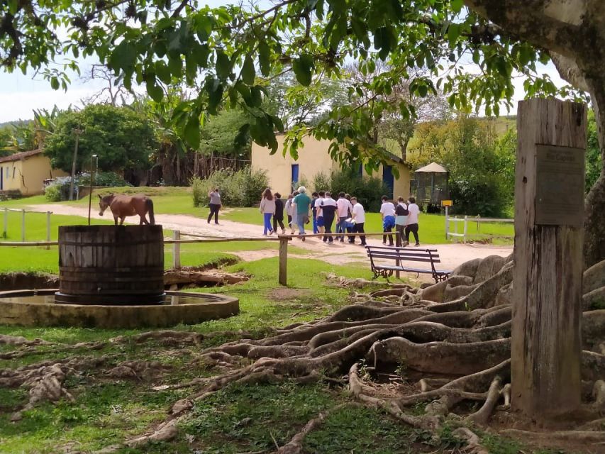 Sao Paulo: Coffee & Cheese Farm Tour With Breakfast & Lunch - Overview of the Tour