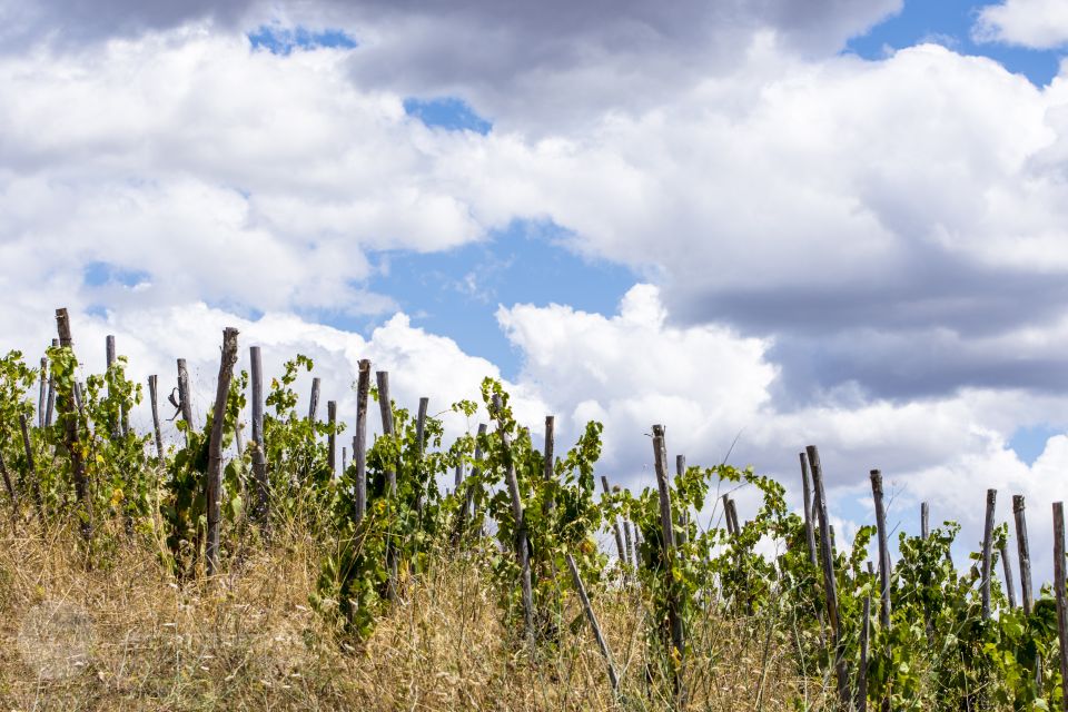 Saturnia: Tuscan Farm Tour With Wine Tasting - Overview of the Tour