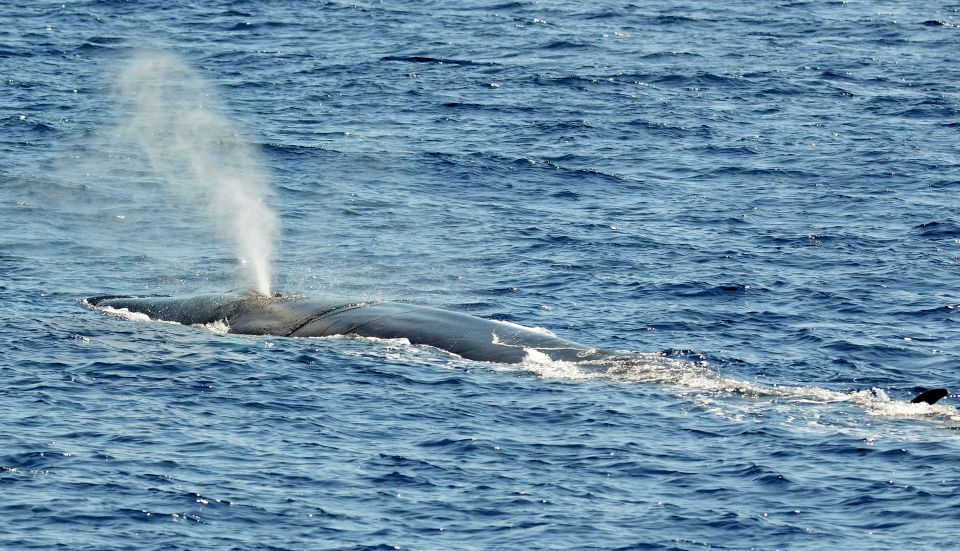 Savona: Pelagos Sanctuary Guided Cetacean Watching Tour