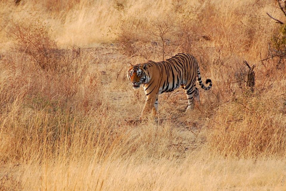 Sawai Madhopur: Ranthambore Guided Safari Trip