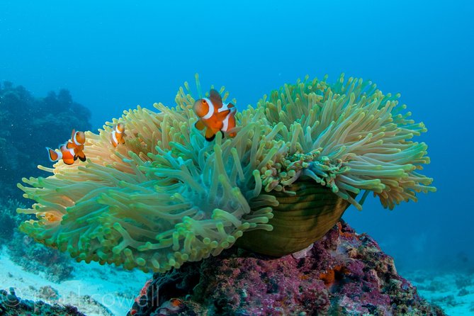 Scuba Diver Course (PADI) - Course Overview