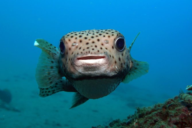 Scuba Diving at Padangbai: Shark Point and Blue Lagoon