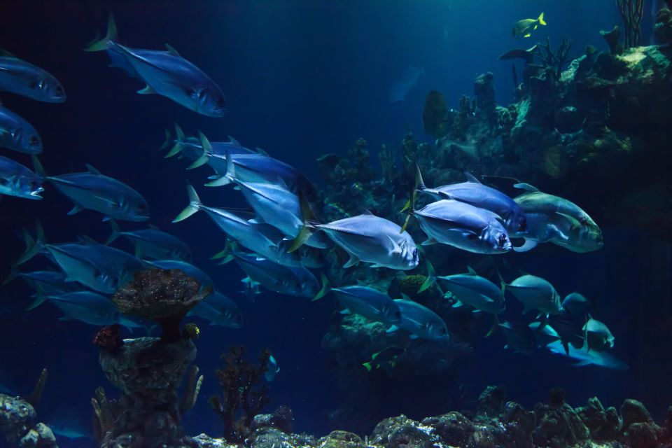 Scuba Diving in Aci Castello