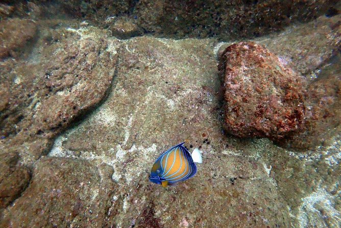 Scuba Diving in Unawatuna