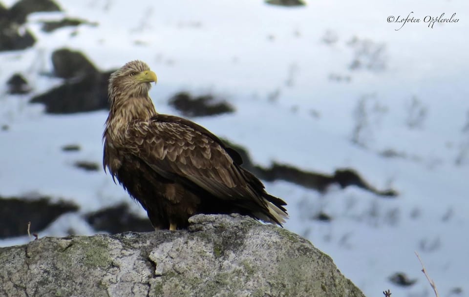 Sea Eagle/Nature Safari