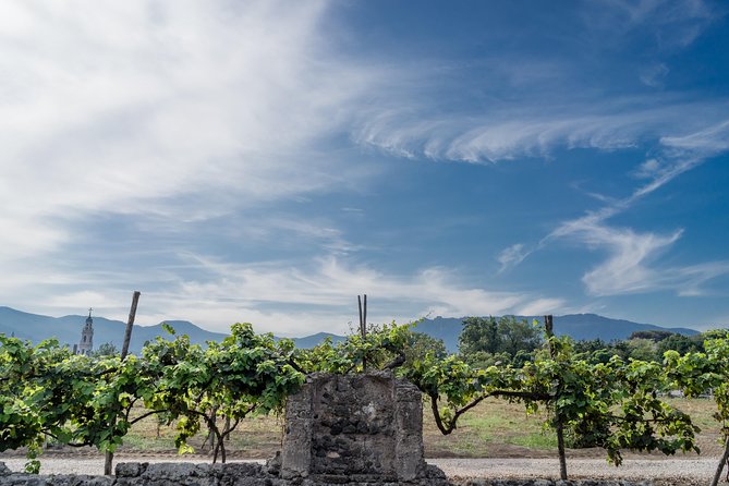 Seafood Lunch With Wine Tasting & Tour on a Golf Cart